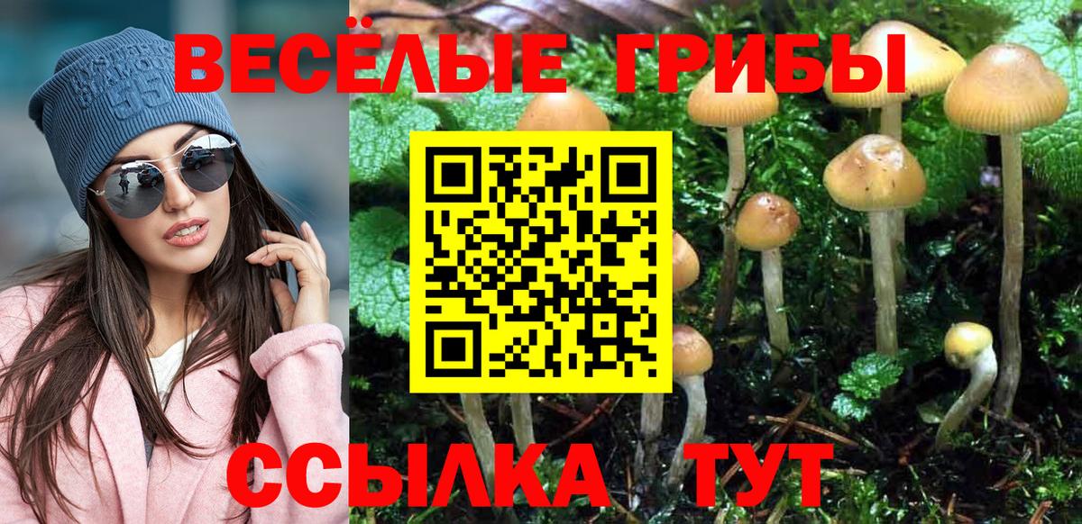 Галлюциногенные грибы Psilocybine cubensis Бердск